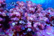 画像1: 【サンゴ】【通販】ブリードハナヤサイサンゴsp.(Pink)（個体販売）（±11ｃｍ）No.2（生体）（サンゴ） (1)