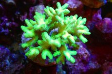 画像1: 【サンゴ】【通販】ブリードフトトゲサンゴ（Green)（個体販売）（±11ｃｍ）No.2（生体）（サンゴ） (1)