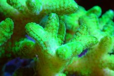 画像2: 【サンゴ】【通販】ブリードフトトゲサンゴ（Green)（個体販売）（±11ｃｍ）No.2（生体）（サンゴ） (2)