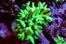 画像1: 【サンゴ】【通販】ブリードフトトゲサンゴ（Green)（個体販売）（±11ｃｍ）No.4（生体）（サンゴ） (1)