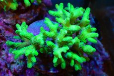 画像1: 【サンゴ】【通販】ブリードフトトゲサンゴ（Green)（個体販売）（±11ｃｍ）No.8（生体）（サンゴ） (1)