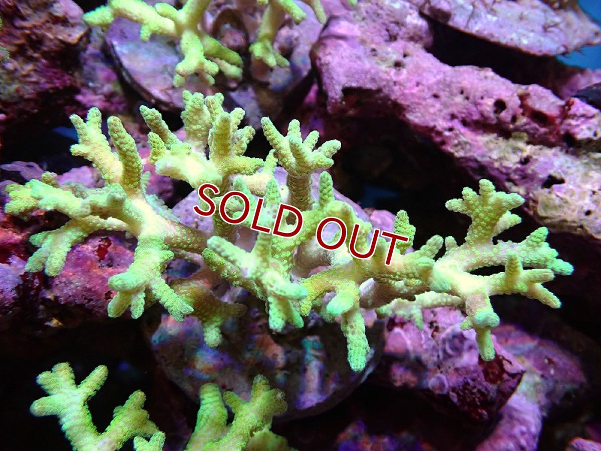 画像1: 【サンゴ】【通販】ブリードトゲサンゴ（Green Polyp）（個体販売）（±9-11ｃｍ）No.6（生体）（サンゴ） (1)