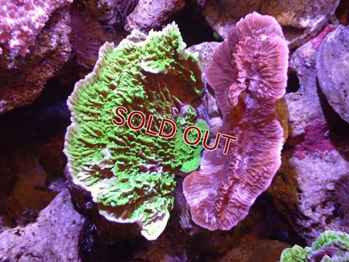 画像1: 【サンゴ】【通販】ブリードウスコモンサンゴ（Two Colors)（個体販売）(±10ｃｍ）No.9（生体）（サンゴ） (1)