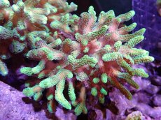 画像1: 【サンゴ】【通販】ブリードフトトゲサンゴ（Green Polyp)MLサイズ（個体販売）(±13ｃｍ）No.1（生体）（サンゴ） (1)