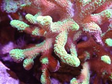 画像2: 【サンゴ】【通販】ブリードフトトゲサンゴ（Green Polyp)MLサイズ（個体販売）(±13ｃｍ）No.1（生体）（サンゴ） (2)