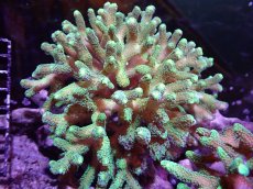 画像1: 【サンゴ】【通販】ブリードフトトゲサンゴ（Green Polyp)MLサイズ（個体販売）(±15ｃｍ）No.2（生体）（サンゴ） (1)