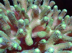 画像2: 【サンゴ】【通販】ブリードフトトゲサンゴ（Green Polyp)MLサイズ（個体販売）(±15ｃｍ）No.2（生体）（サンゴ） (2)