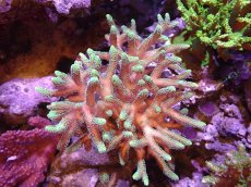 画像1: 【サンゴ】【通販】ブリードフトトゲサンゴ（Green Polyp)MLサイズ（個体販売）(±13ｃｍ）No.3（生体）（サンゴ） (1)