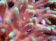 画像2: 【サンゴ】【通販】ブリードフトトゲサンゴ（Green Polyp)MLサイズ（個体販売）(±13ｃｍ）No.3（生体）（サンゴ） (2)