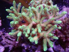 画像1: 【サンゴ】【通販】ブリードフトトゲサンゴ（Green Polyp)MLサイズ（個体販売）(±15ｃｍ）No.4（生体）（サンゴ） (1)