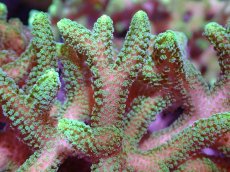 画像2: 【サンゴ】【通販】ブリードフトトゲサンゴ（Green Polyp)MLサイズ（個体販売）(±15ｃｍ）No.4（生体）（サンゴ） (2)