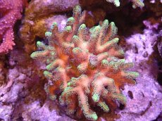 画像1: 【サンゴ】【通販】ブリードフトトゲサンゴ（Green Polyp)MLサイズ（個体販売）(±13ｃｍ）No.5（生体）（サンゴ） (1)