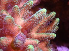 画像2: 【サンゴ】【通販】ブリードフトトゲサンゴ（Green Polyp)MLサイズ（個体販売）(±13ｃｍ）No.5（生体）（サンゴ） (2)