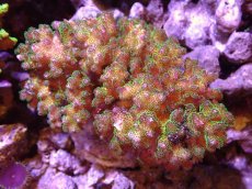 画像1: 【サンゴ】【通販】ブリードハナヤサイサンゴ（Green Polyp)Mサイズ（個体販売）(±11ｃｍ）No.1（生体）（サンゴ） (1)