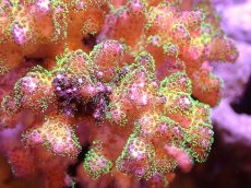 画像2: 【サンゴ】【通販】ブリードハナヤサイサンゴ（Green Polyp)Mサイズ（個体販売）(±11ｃｍ）No.1（生体）（サンゴ） (2)