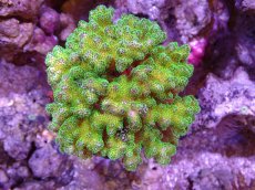 画像1: 【サンゴ】【通販】ブリードハナヤサイサンゴ（Green Polyp)Mサイズ（個体販売）(±9ｃｍ）No.2（生体）（サンゴ） (1)