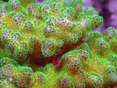 画像2: 【サンゴ】【通販】ブリードハナヤサイサンゴ（Green Polyp)Mサイズ（個体販売）(±9ｃｍ）No.2（生体）（サンゴ） (2)