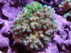 画像1: 【サンゴ】【通販】ブリードハナヤサイサンゴ（Green Polyp)Mサイズ（個体販売）(±9ｃｍ）No.3（生体）（サンゴ） (1)