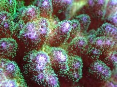 画像2: 【サンゴ】【通販】ブリードハナヤサイサンゴ（Green Polyp)Mサイズ（個体販売）(±9ｃｍ）No.3（生体）（サンゴ） (2)
