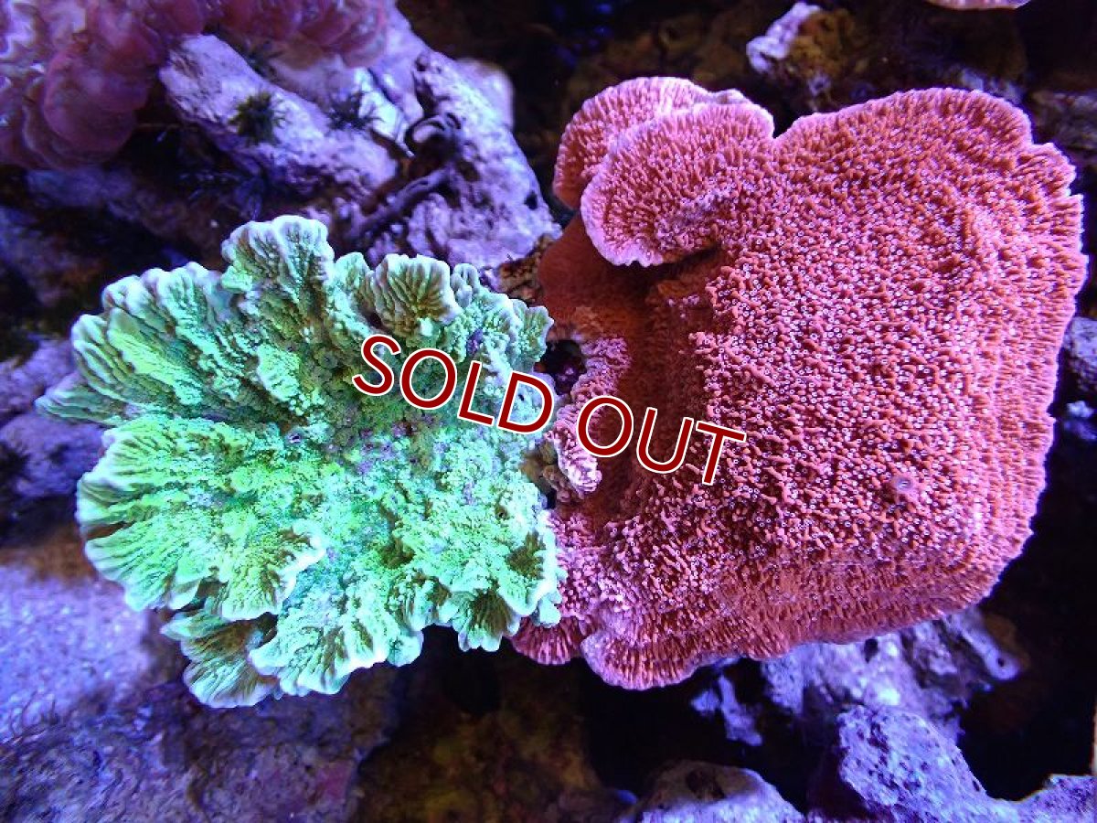 画像1: 【サンゴ】【通販】ブリードウスコモンサンゴ（Two Colors)（個体販売）(±14ｃｍ）No.6（生体）（サンゴ） (1)