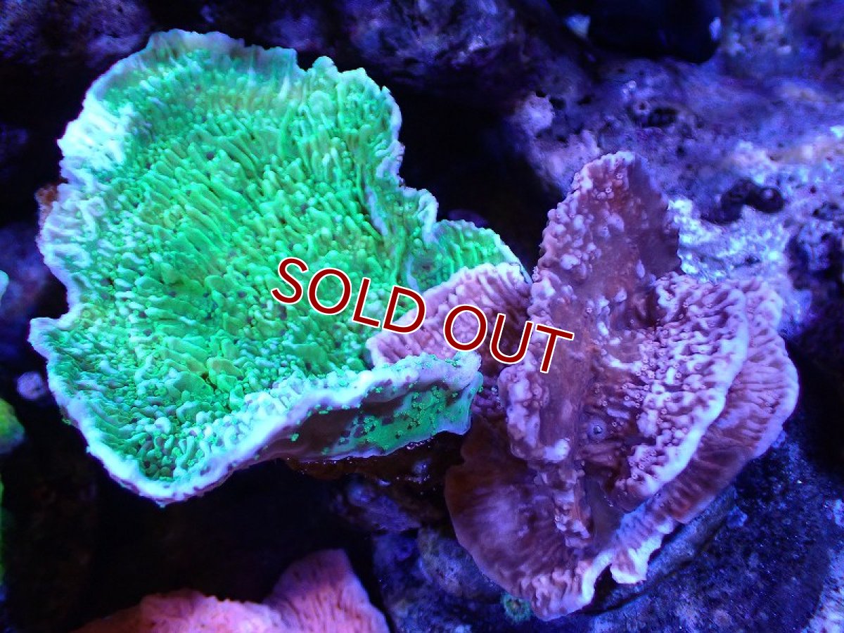 画像1: 【サンゴ】【通販】ブリードウスコモンサンゴ（Two Colors)（個体販売）(±11ｃｍ）No.10（生体）（サンゴ） (1)