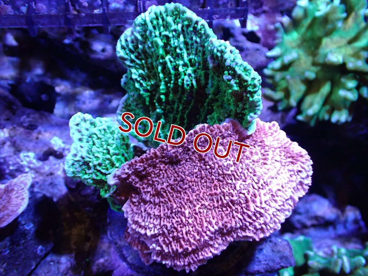 画像1: 【サンゴ】【通販】ブリードウスコモンサンゴ（Two Colors)（個体販売）(±11ｃｍ）No.11（生体）（サンゴ） (1)