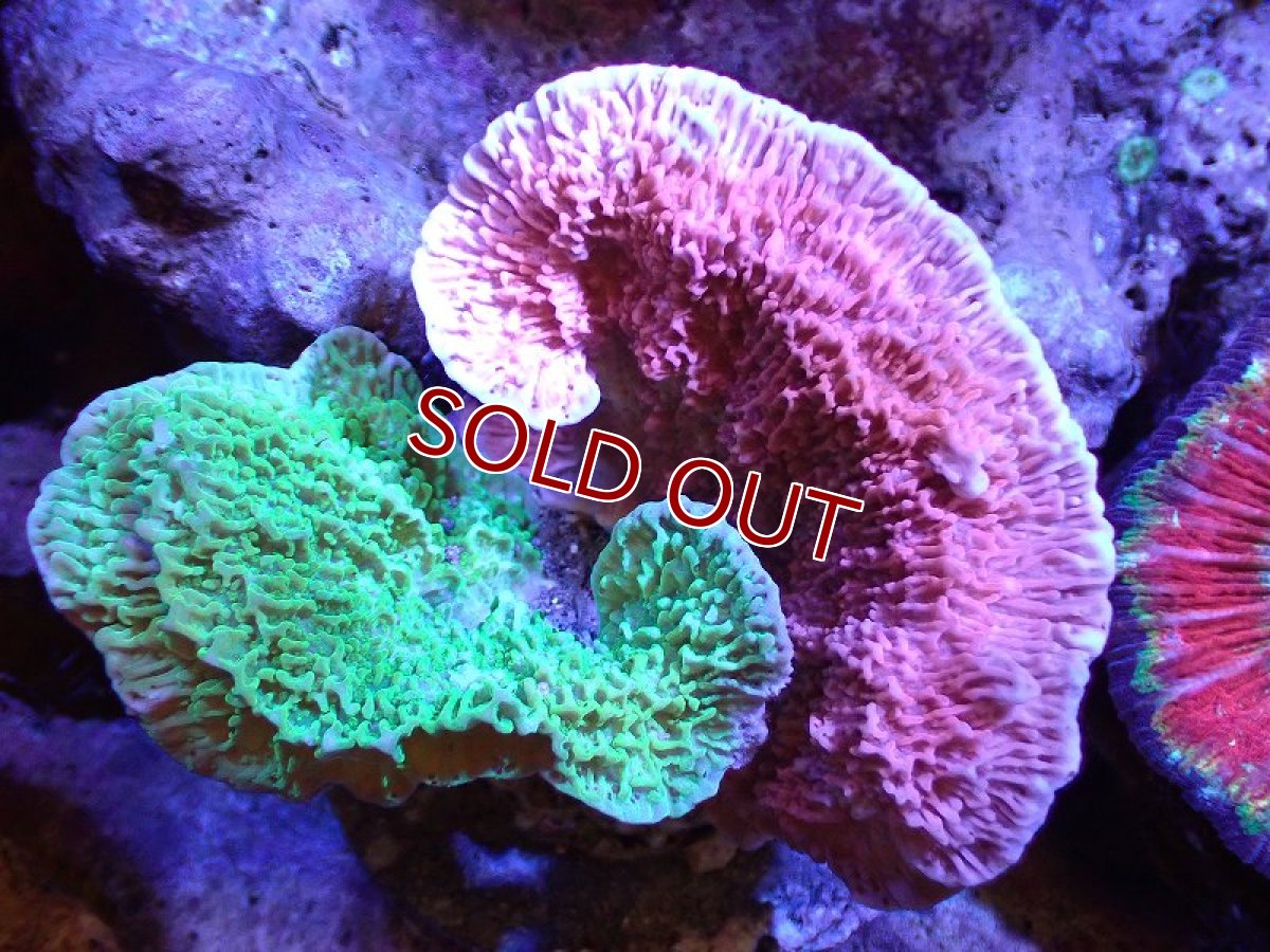 画像1: 【サンゴ】【通販】ブリードウスコモンサンゴ（Two Colors)（個体販売）(±11ｃｍ）No.12（生体）（サンゴ） (1)