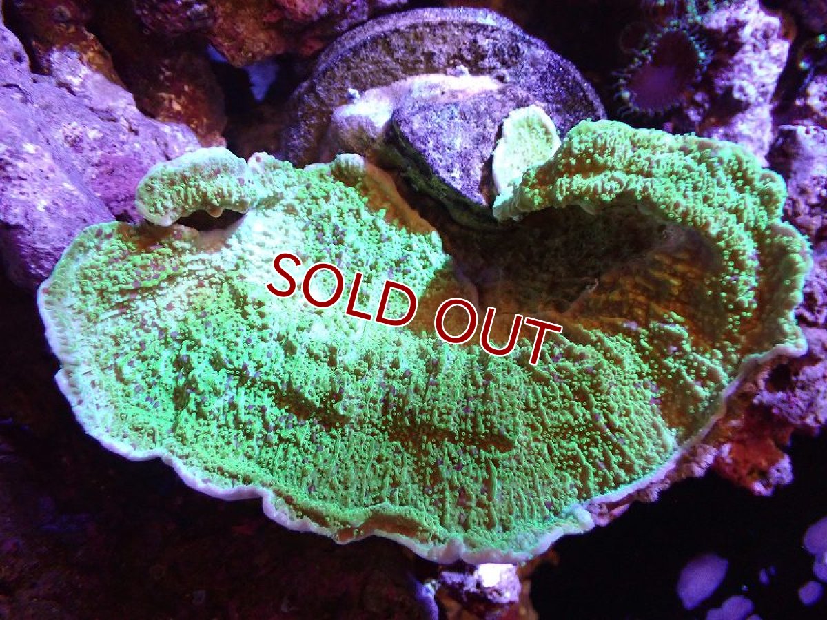 画像1: 【サンゴ】【通販】ブリードウスコモンサンゴ（Green)（個体販売）(±13ｃｍ）（生体）（サンゴ） (1)