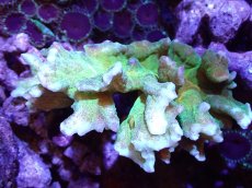 画像1: 【サンゴ】【通販】ウミバラsp. (Green/Orange)（個体販売）(±8-10ｃｍ）No.1（生体）（サンゴ） (1)