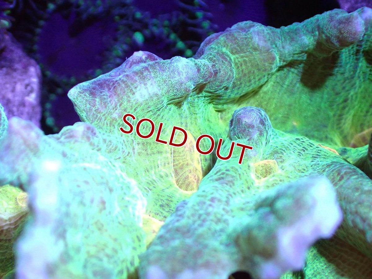 画像2: 【サンゴ】【通販】ウミバラsp. (Green/Orange)（個体販売）(±8-10ｃｍ）No.1（生体）（サンゴ） (2)