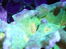 画像2: 【サンゴ】【通販】ウミバラsp. (Green/Orange)（個体販売）(±8-10ｃｍ）No.1（生体）（サンゴ） (2)