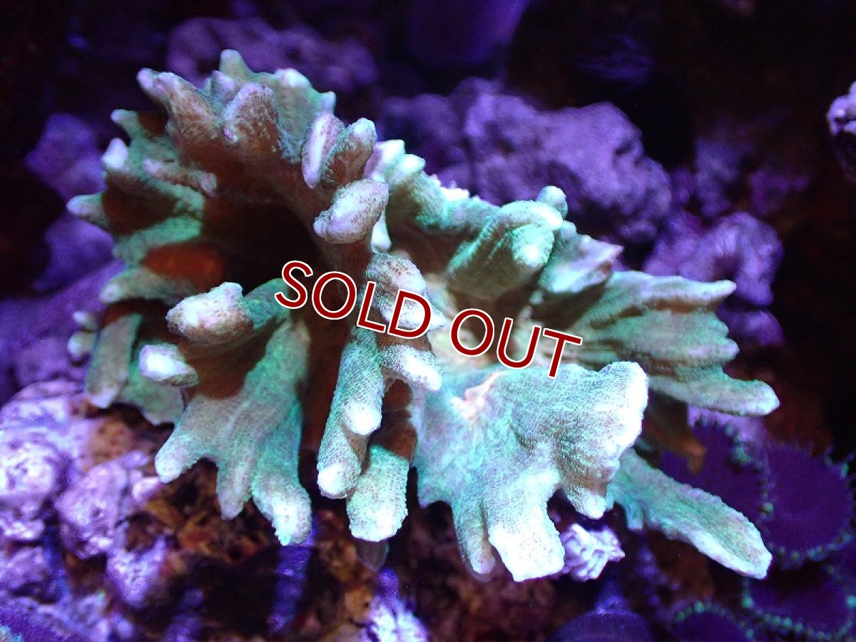 画像1: 【サンゴ】【通販】ウミバラsp. (Green/Orange)（個体販売）(±8-10ｃｍ）No.2（生体）（サンゴ） (1)