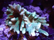 画像1: 【サンゴ】【通販】ウミバラsp. (Green/Orange)（個体販売）(±8-10ｃｍ）No.2（生体）（サンゴ） (1)
