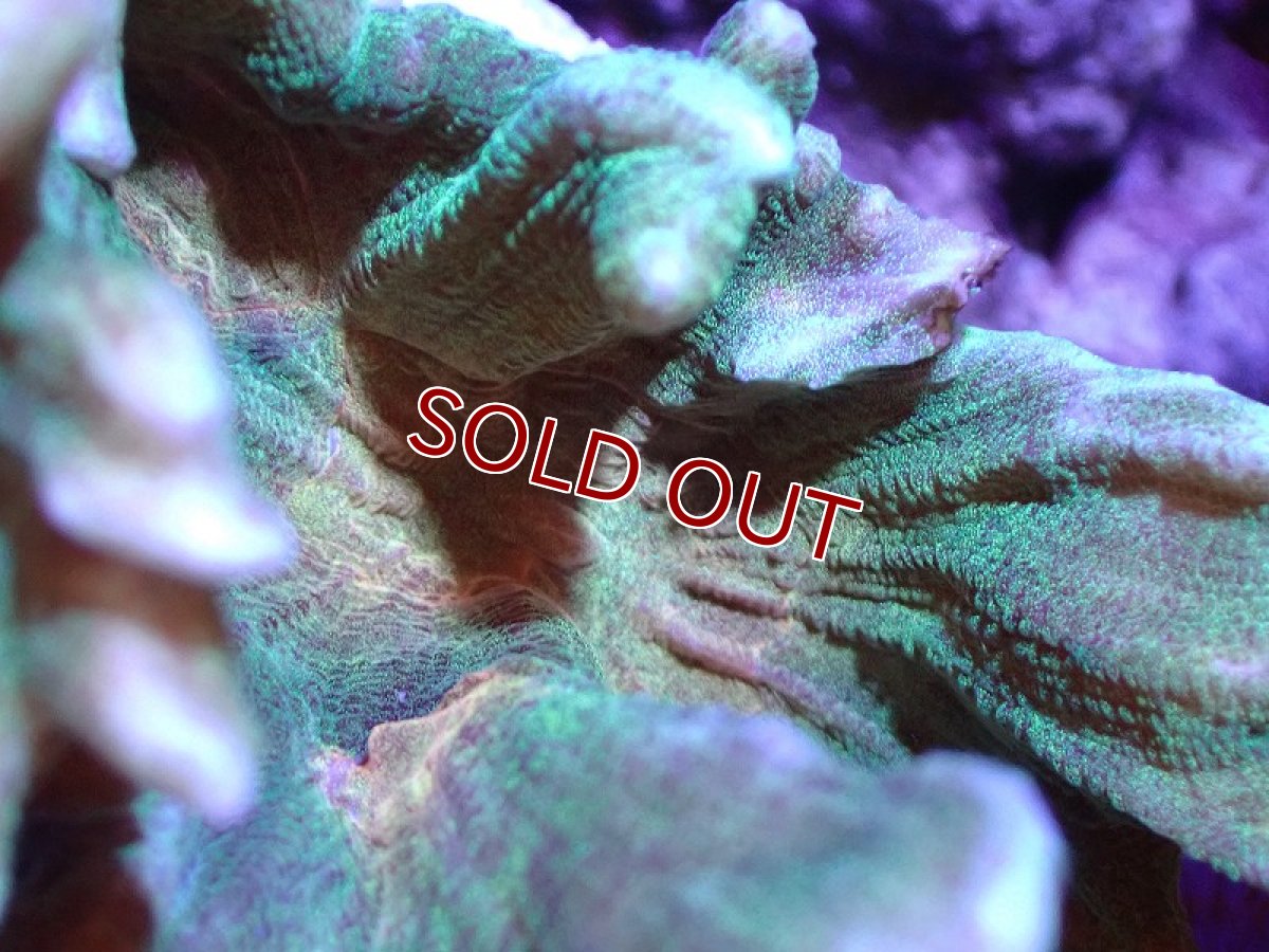 画像2: 【サンゴ】【通販】ウミバラsp. (Green/Orange)（個体販売）(±8-10ｃｍ）No.2（生体）（サンゴ） (2)