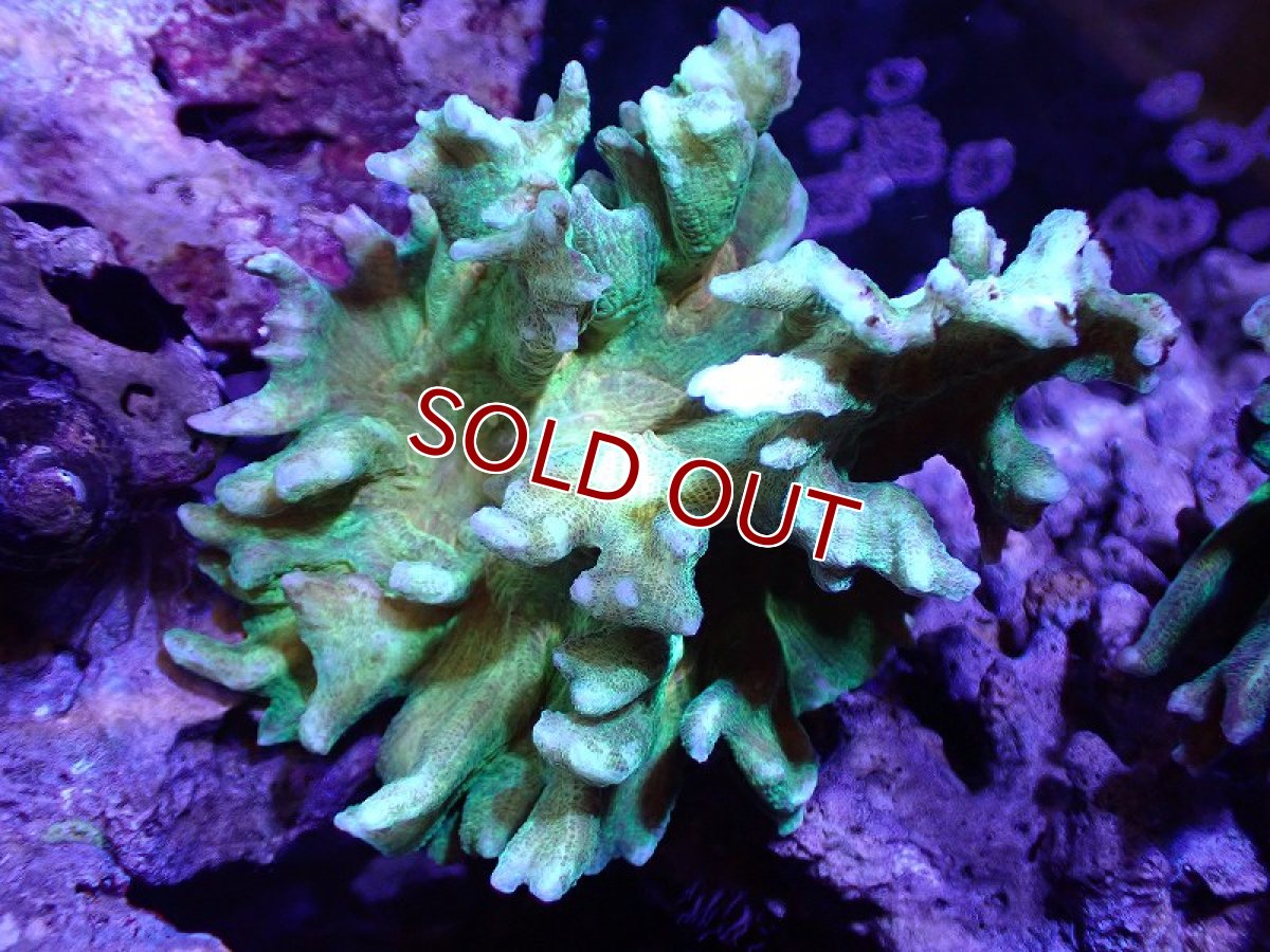 画像1: 【サンゴ】【通販】ウミバラsp. (Green/Orange)（個体販売）(±8-10ｃｍ）No.3（生体）（サンゴ） (1)