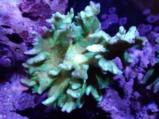 画像1: 【サンゴ】【通販】ウミバラsp. (Green/Orange)（個体販売）(±8-10ｃｍ）No.3（生体）（サンゴ） (1)