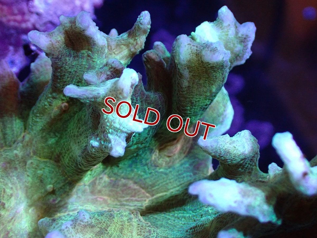 画像2: 【サンゴ】【通販】ウミバラsp. (Green/Orange)（個体販売）(±8-10ｃｍ）No.3（生体）（サンゴ） (2)