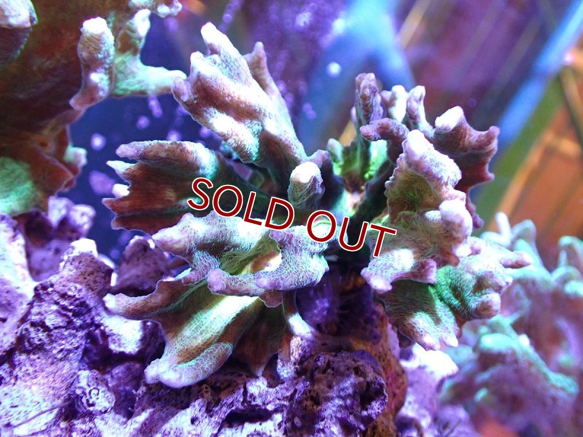 画像1: 【サンゴ】【通販】ウミバラsp. (Green/Orange)（個体販売）(±8-10ｃｍ）No.4（生体）（サンゴ） (1)