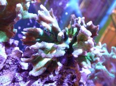 画像1: 【サンゴ】【通販】ウミバラsp. (Green/Orange)（個体販売）(±8-10ｃｍ）No.4（生体）（サンゴ） (1)