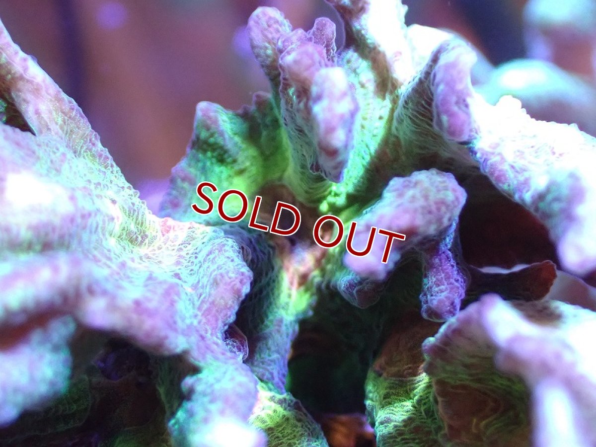 画像2: 【サンゴ】【通販】ウミバラsp. (Green/Orange)（個体販売）(±8-10ｃｍ）No.4（生体）（サンゴ） (2)