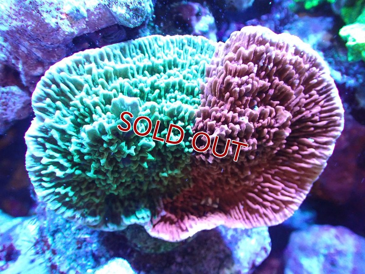 画像1: 【サンゴ】【通販】ブリードウスコモンサンゴ（Grafted)（個体販売）（±8-9cm)No.1（生体）（サンゴ） (1)