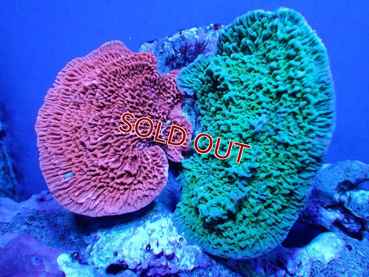 画像1: 【サンゴ】【通販】ブリードウスコモンサンゴ（Two Colors)（個体販売）（±9-10cm)No.3（生体）（サンゴ） (1)