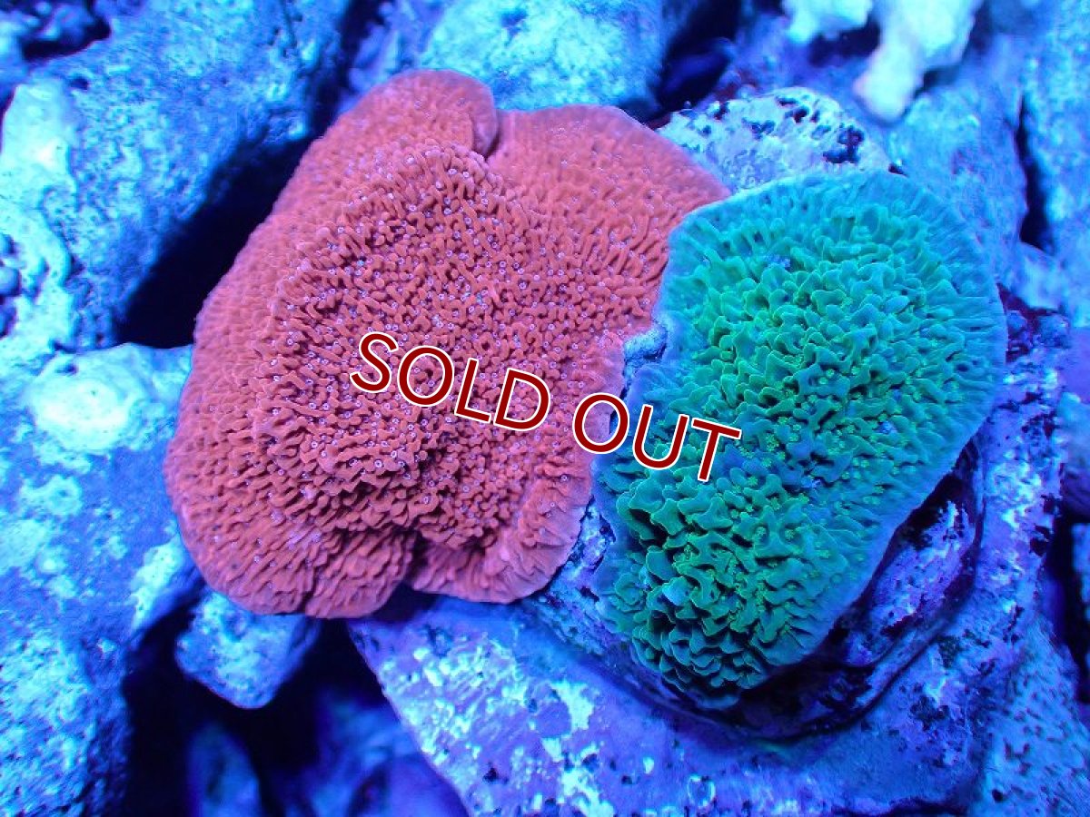 画像1: 【サンゴ】【通販】ブリードウスコモンサンゴ（Two Colors)（個体販売）（±9-10cm)No.4（生体）（サンゴ） (1)