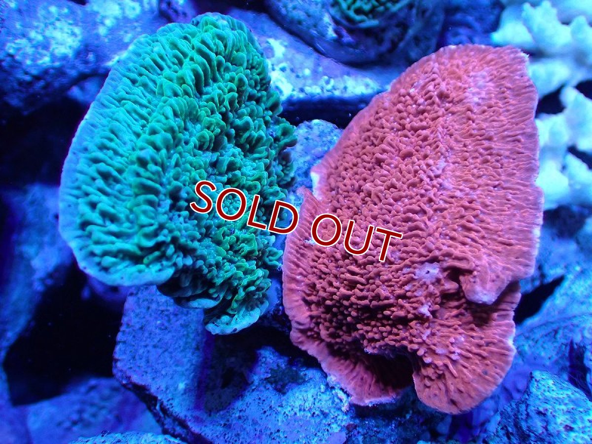 画像1: 【サンゴ】【通販】ブリードウスコモンサンゴ（Two Colors)（個体販売）（±9-10cm)No.5（生体）（サンゴ） (1)