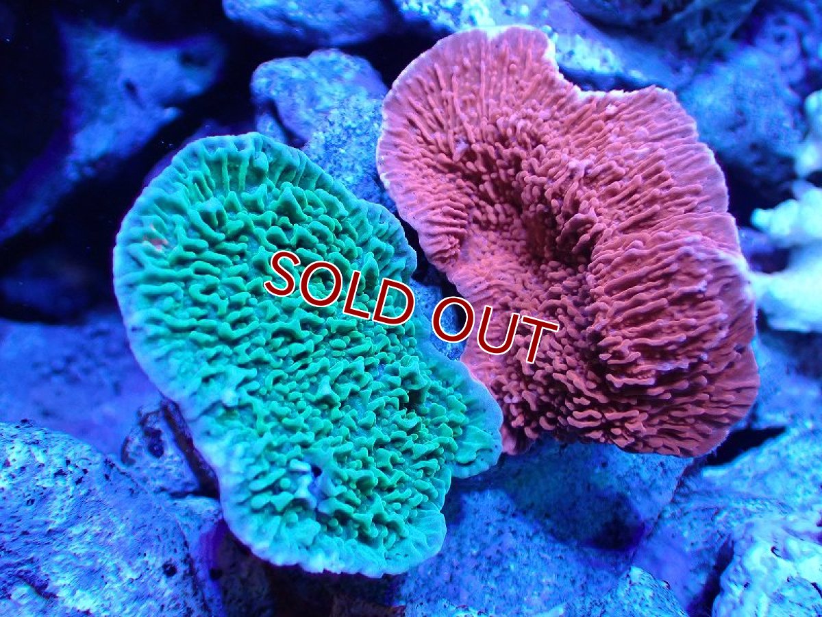 画像1: 【サンゴ】【通販】ブリードウスコモンサンゴ（Two Colors)（個体販売）（±9-10cm)No.6（生体）（サンゴ） (1)