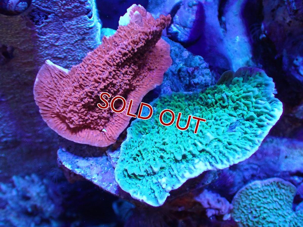画像1: 【サンゴ】【通販】ブリードウスコモンサンゴ（Two Colors)（個体販売）（±9-10cm)No.7（生体）（サンゴ） (1)