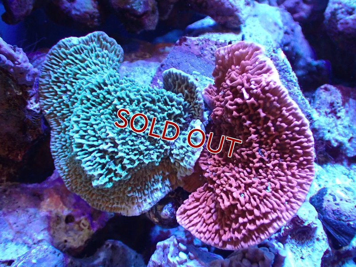 画像1: 【サンゴ】【通販】ブリードウスコモンサンゴ（Two Colors)（個体販売）（±9-10cm)No.8（生体）（サンゴ） (1)