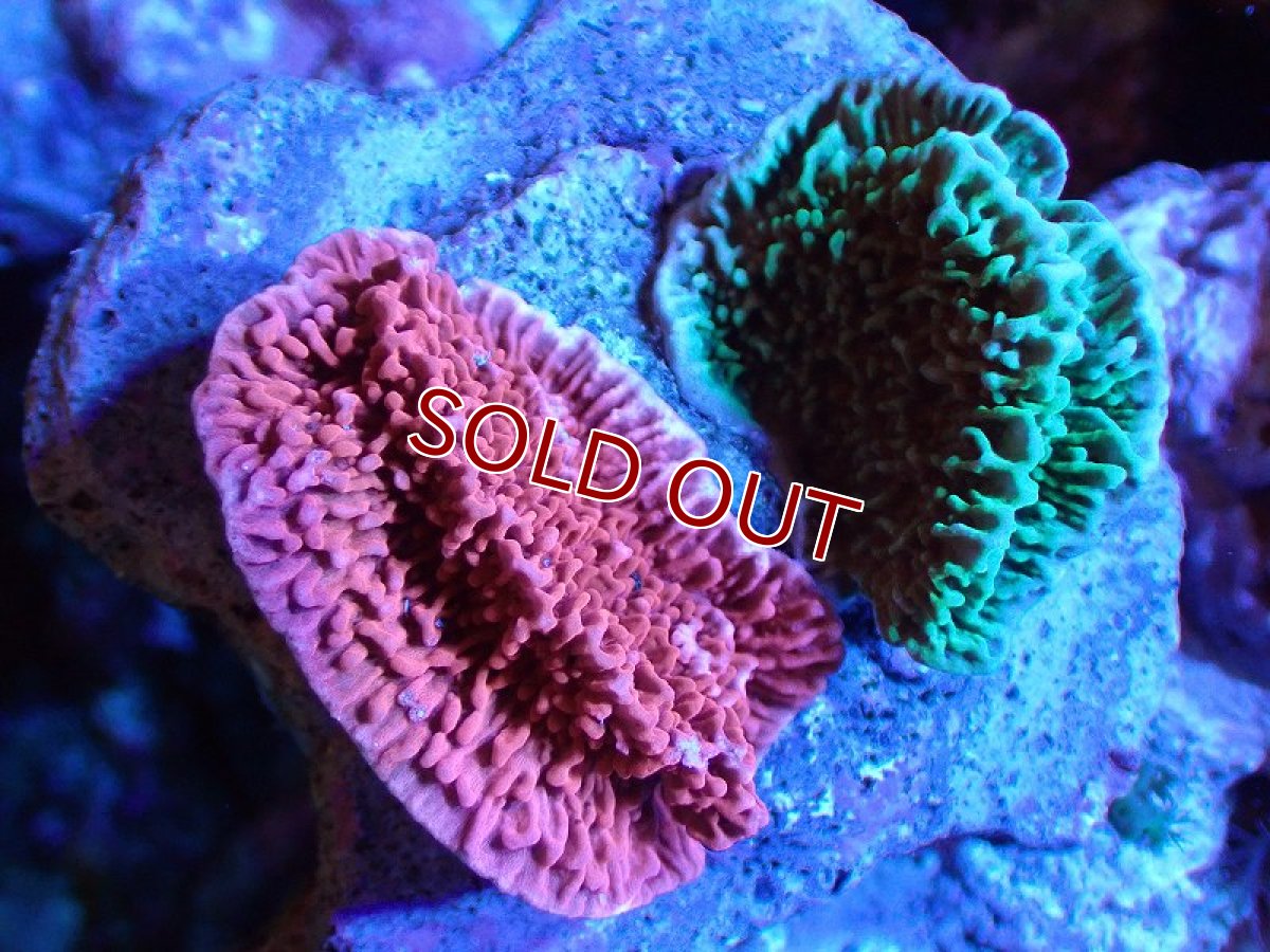 画像1: 【サンゴまとめ買い割引き10％〜20%OFF対象商品】 【サンゴ】【通販】ブリードウスコモンサンゴ（Two Colors)（個体販売）（±6-7cm)No.9（生体）（サンゴ） (1)