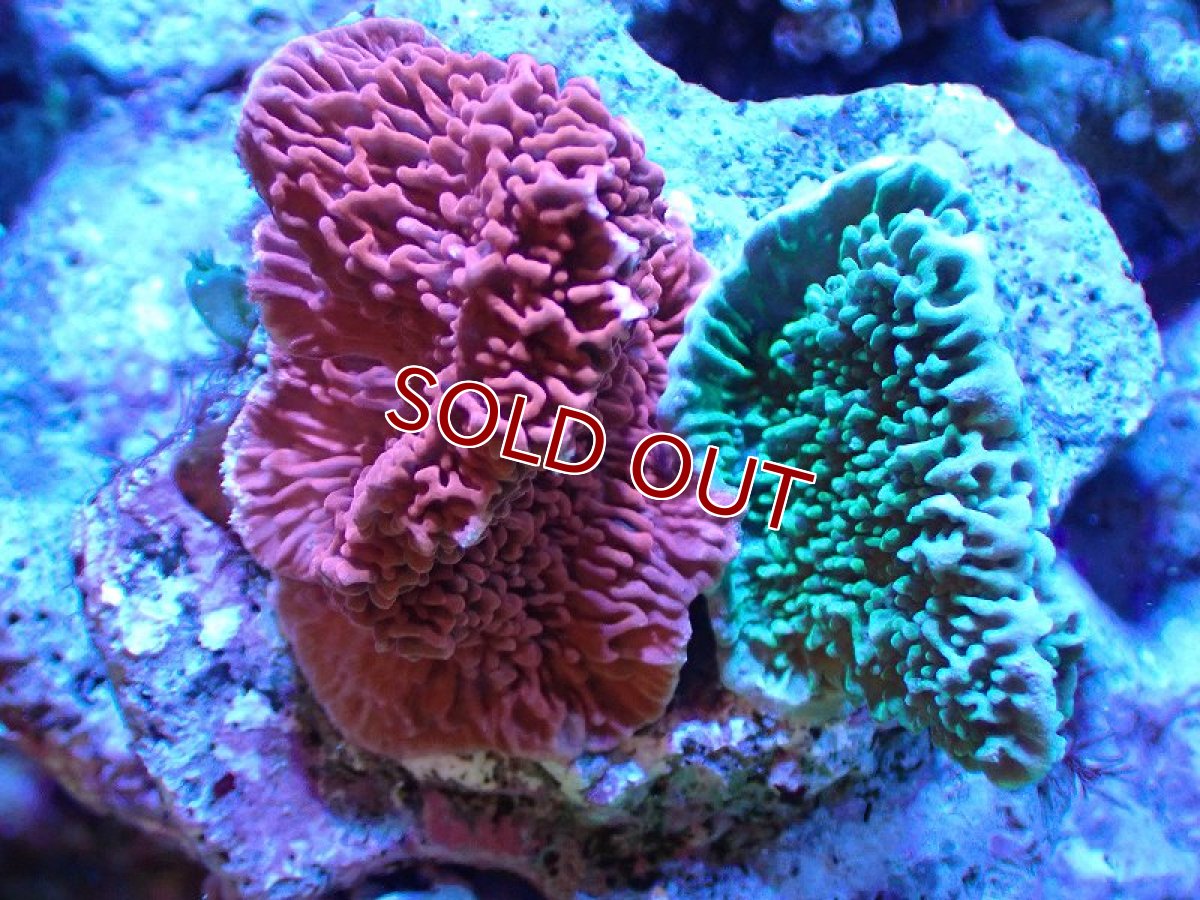 画像1: 【サンゴ】【通販】ブリードウスコモンサンゴ（Two Colors)（個体販売）（±6-7cm)No.10（生体）（サンゴ） (1)