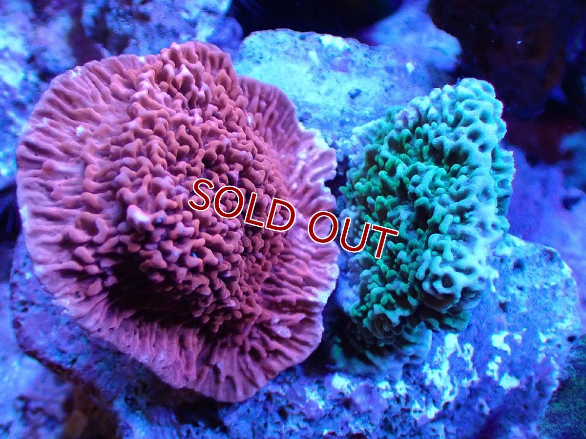 画像1: 【サンゴまとめ買い割り引き対象商品30周年セール】【サンゴ】【通販】ブリードウスコモンサンゴ（Two Colors)（個体販売）（±6-7cm)No.11（生体）（サンゴ） (1)